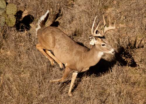 Deer 3 Running at BlackJack WhiteTails