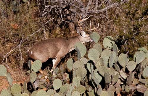 Deer near cactus