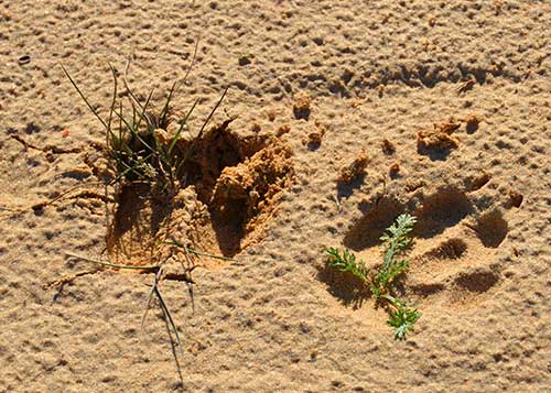 Coyote and Deer Tracks in Sand