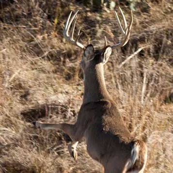 Deer1