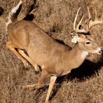 Deer3