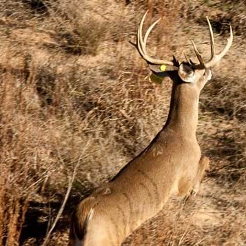 Deer4